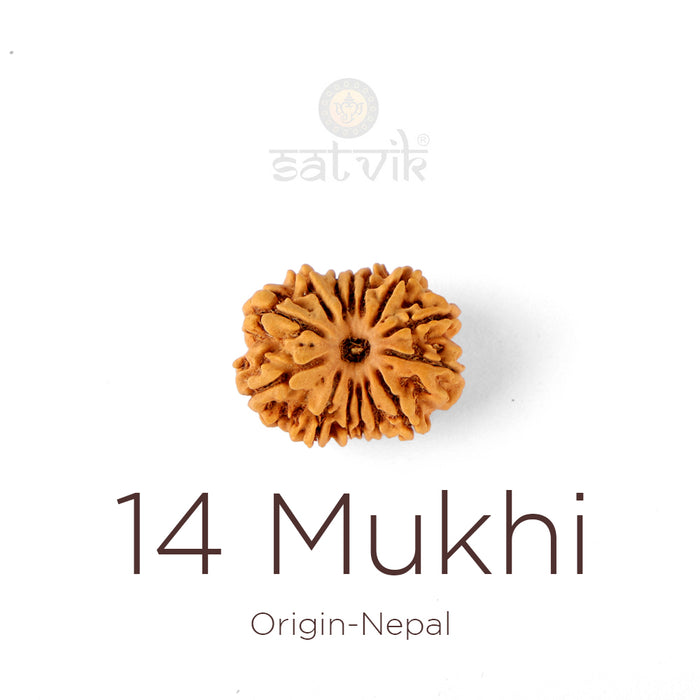 14 Mukhi Rudraksha bead natural Nepali fourteen face Rudraksha. India’s Premium Rudraksha Beads Brand - www.satvikstore.in