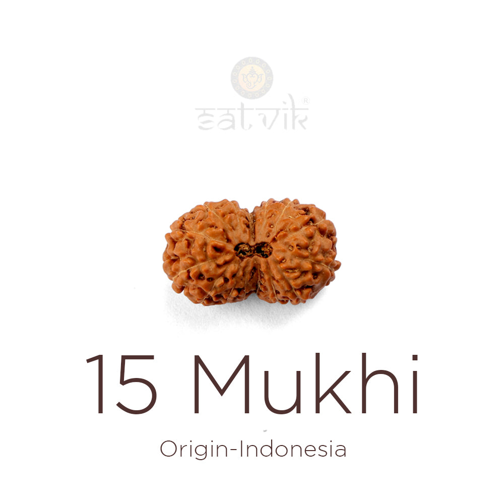 15 Mukhi Rudraksha bead natural Indo fifteen face Rudraksha. India’s Premium Rudraksha Beads Brand - www.satvikstore.in