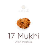 17 Mukhi Rudraksha bead natural Indo seventeen face Rudraksha. India’s Premium Rudraksha Beads Brand - www.satvikstore.in