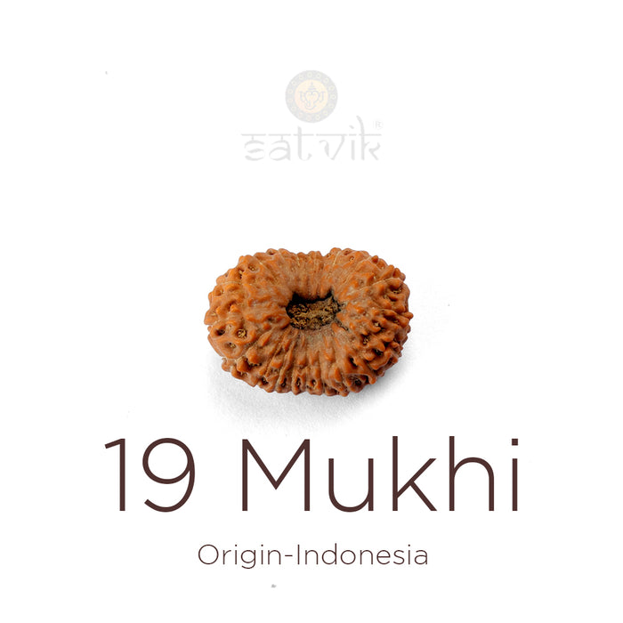 19 Mukhi Rudraksha bead natural Indo nineteen face Rudraksha. India’s Premium Rudraksha Beads Brand - www.satvikstore.in