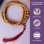1 to 14 Mukhi Siddh Rudraksha Mala Certified & Authentic