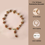 Authentic & Certified 1 to 14 Face Rudraksha Bracelet with Silver Capping