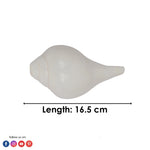 Natural 100% Original Vamavarti Shankha 6.5 Inch