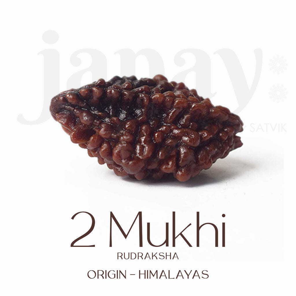 Certified 2 Mukhi Natural Rudraksha Bead – Brown, naturally grooved surface, spiritual seed used for harmony and relationship healing. India’s Largest Pooja Accessories Brand - www.satvikstore.in


