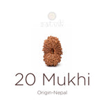 20 Mukhi Rudraksha bead natural Nepali twenty face Rudraksha. India’s Premium Rudraksha Beads Brand - www.satvikstore.in