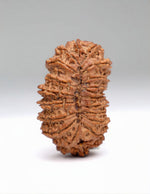 21 Mukhi Rudraksha