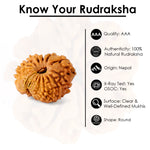 16 Mukhi Rudraksha (18.6mm)