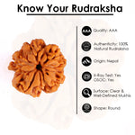 1 Mukhi Rudraksha (Underdeveloped)