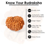 16 Mukhi Rudraksha (23.02mm)
