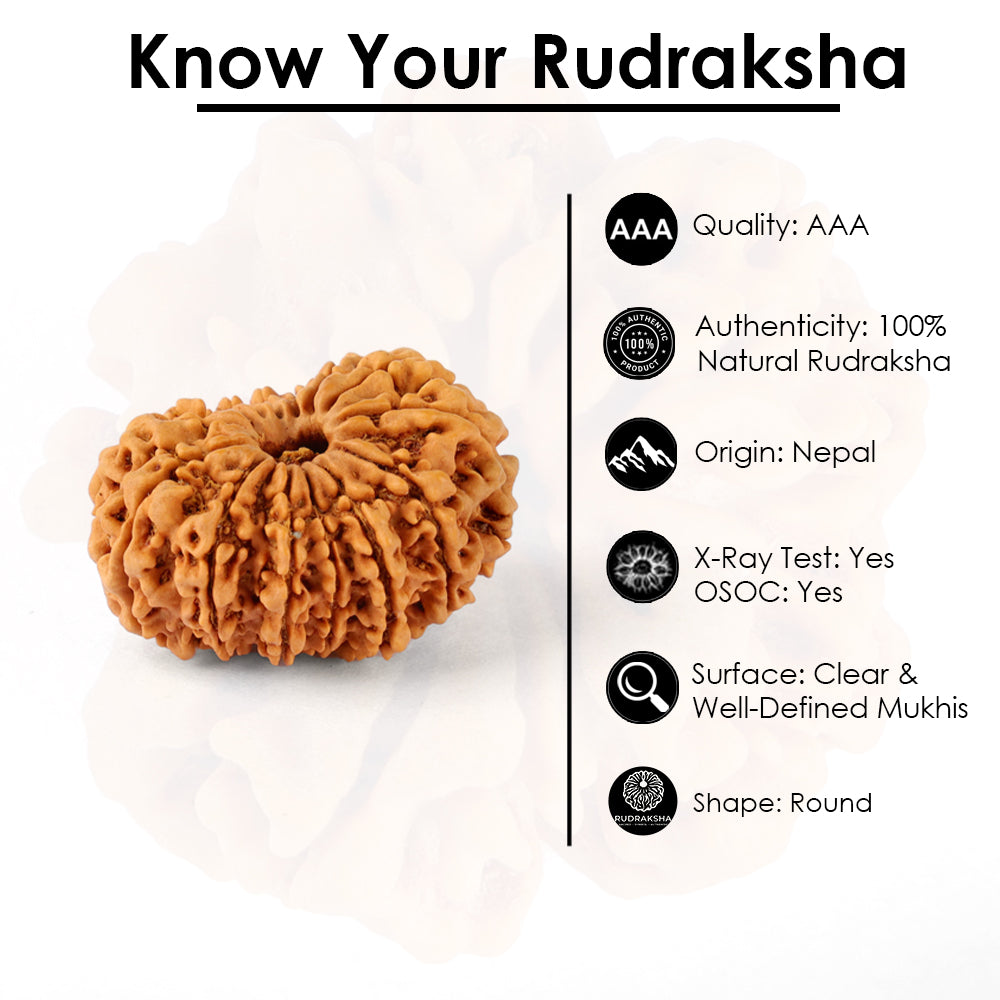 14 Mukhi Rudraksha (29.03mm)