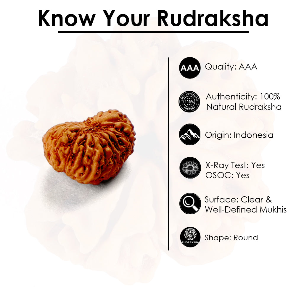 21 Mukhi Rudraksha (12.75mm)