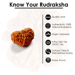 21 Mukhi Rudraksha (12.75mm)