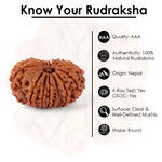 14 Mukhi Rudraksha (29.60mm)