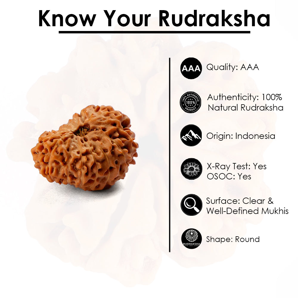 17 Mukhi Rudraksha (22.14mm)