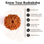8 Mukhi Rudraksha (Super Collector)