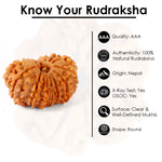 14 Mukhi Rudraksha (26.40mm)