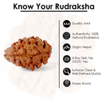 2 Mukhi Rudraksha (17.50mm)