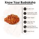 2 Mukhi Rudraksha (18.64mm)