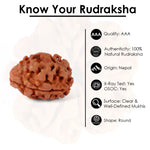 2 Mukhi Rudraksha (18.85mm)