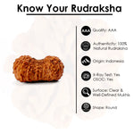 20 Mukhi Rudraksha