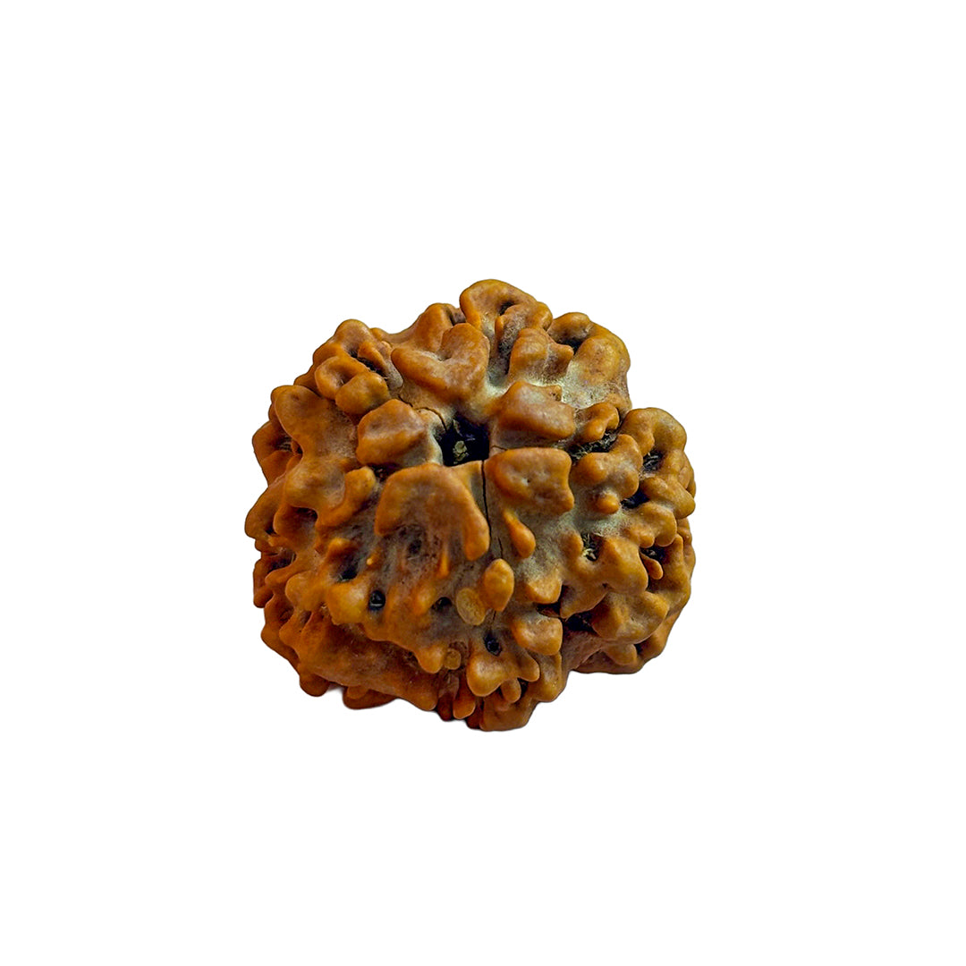 Nirakar Rudraksha Bead (Regular)