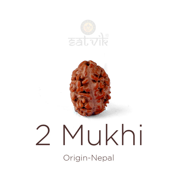 2 Mukhi Rudraksha bead natural Nepali 17.82mm two face Rudraksha. India’s Premium Rudraksha Beads Brand - www.satvikstore.in
