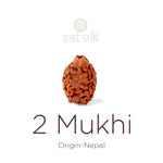 2 Mukhi Rudraksha bead natural Nepali 18.64mm two face Rudraksha. India’s Premium Rudraksha Beads Brand - www.satvikstore.in