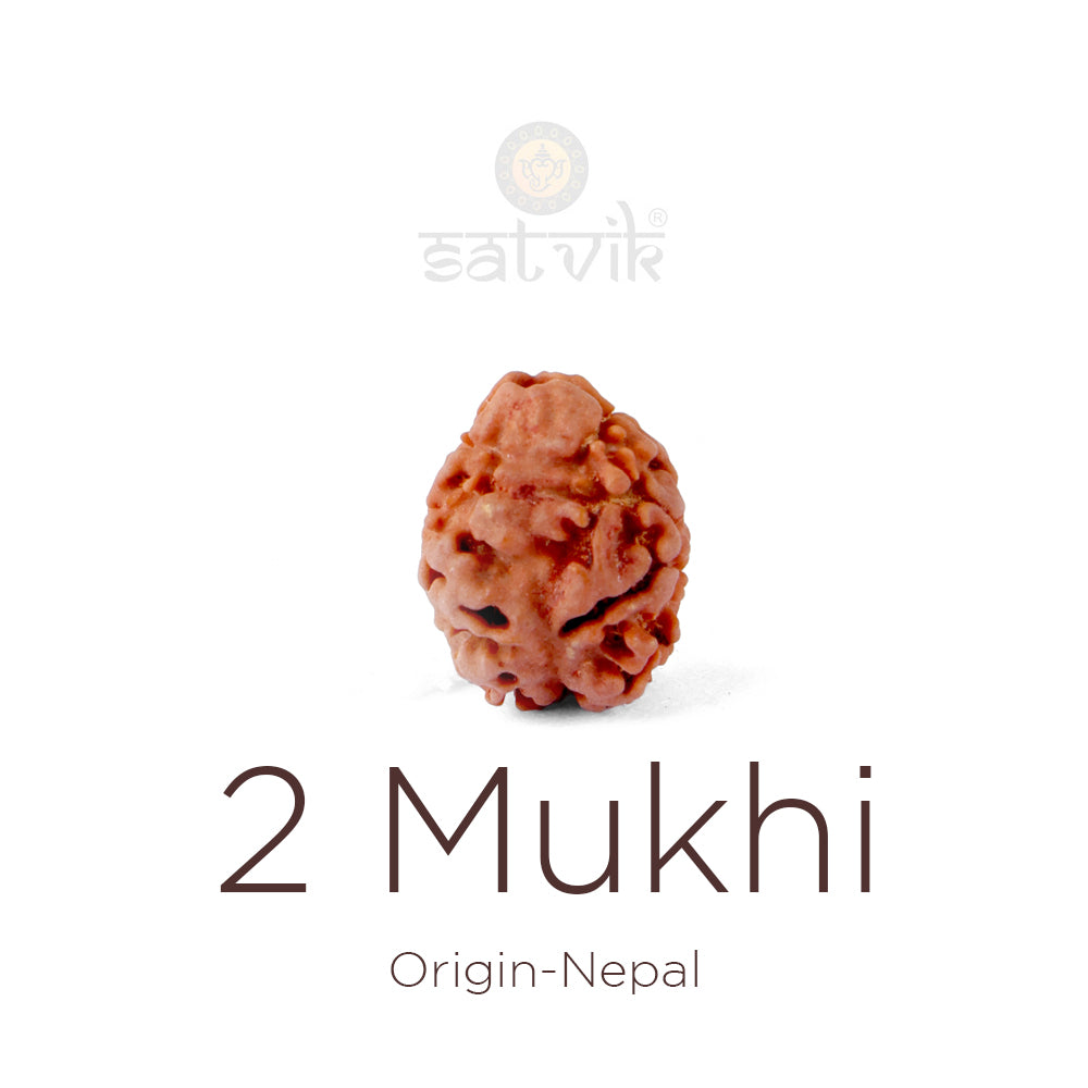2 Mukhi Rudraksha bead natural Nepali 18.85mm two face Rudraksha. India’s Premium Rudraksha Beads Brand - www.satvikstore.in