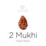 2 Mukhi Rudraksha bead natural Nepali 21.32mm two face Rudraksha. India’s Premium Rudraksha Beads Brand - www.satvikstore.in