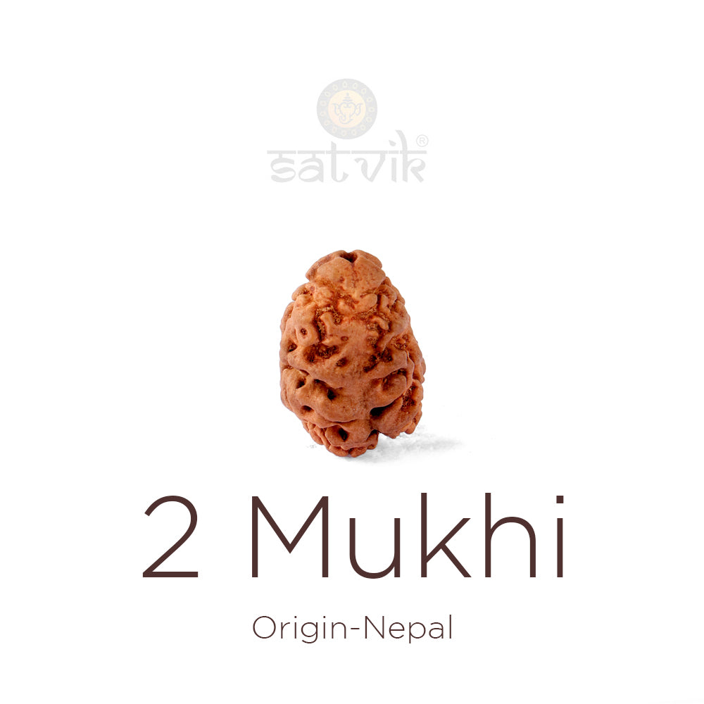 2 Mukhi Rudraksha (21.41mm)