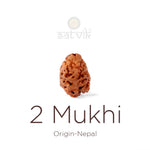2 Mukhi Rudraksha (21.41mm)
