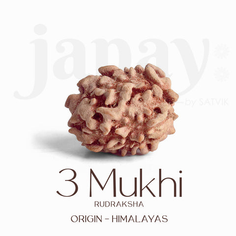 Certified 3 Face Rudraksha Bead from Himalaya for Energy & Confidence. India’s Premium Rudraksha Jap Mala Store- www.satvikstore.in
