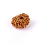 16 Mukhi Rudraksha (27.88mm)