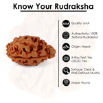 2 Mukhi Rudraksha (21.32mm)