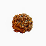 Nirakar Rudraksha Bead (Regular)