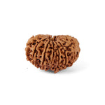 14 Mukhi Rudraksha (27.56mm)