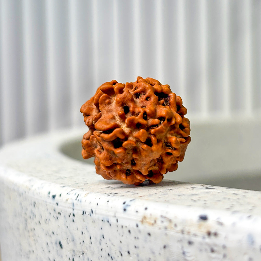 Nirakar Rudraksha Bead (Regular)