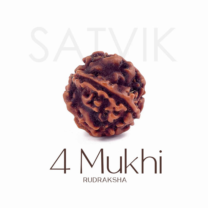 4 Mukhi Rudraksha bead natural Nepali regular four face Rudraksha. India’s Premium Rudraksha Beads Brand - www.satvikstore.in
