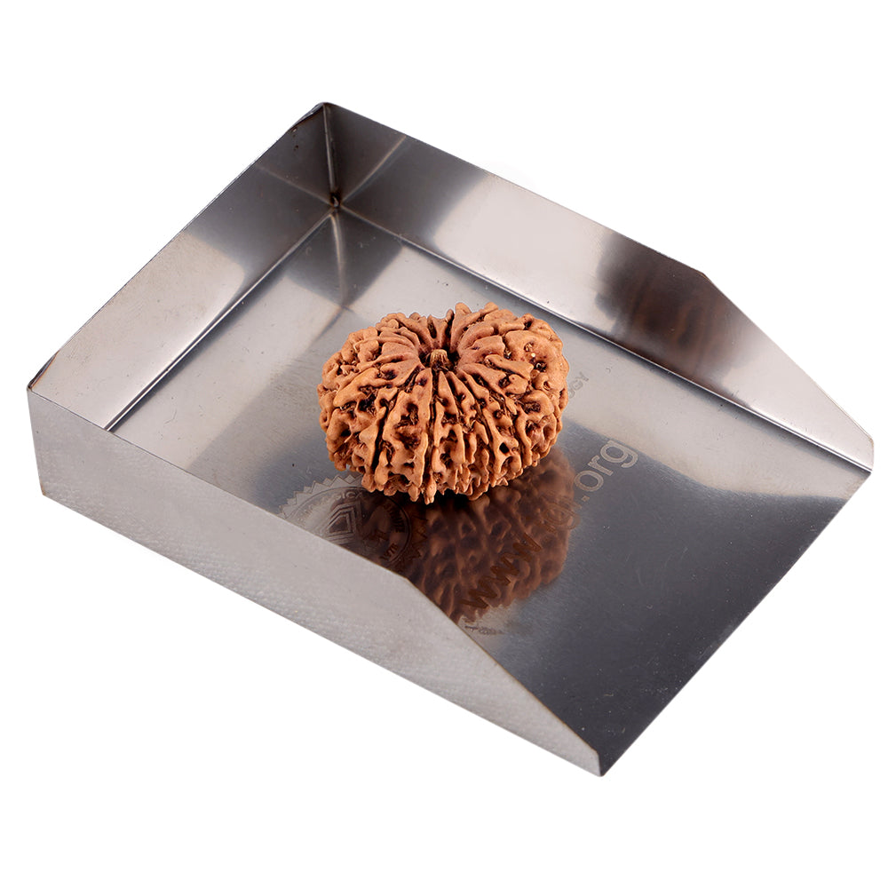 14 Mukhi Rudraksha (27.56mm)