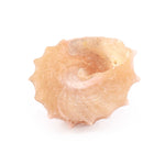Regular Pearl Shree Laxmi Shankh Pack of 11 (Assorted)