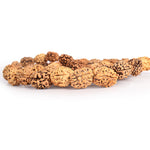 3 Mukhi 15-16mm Kantha Rudraksha Mala