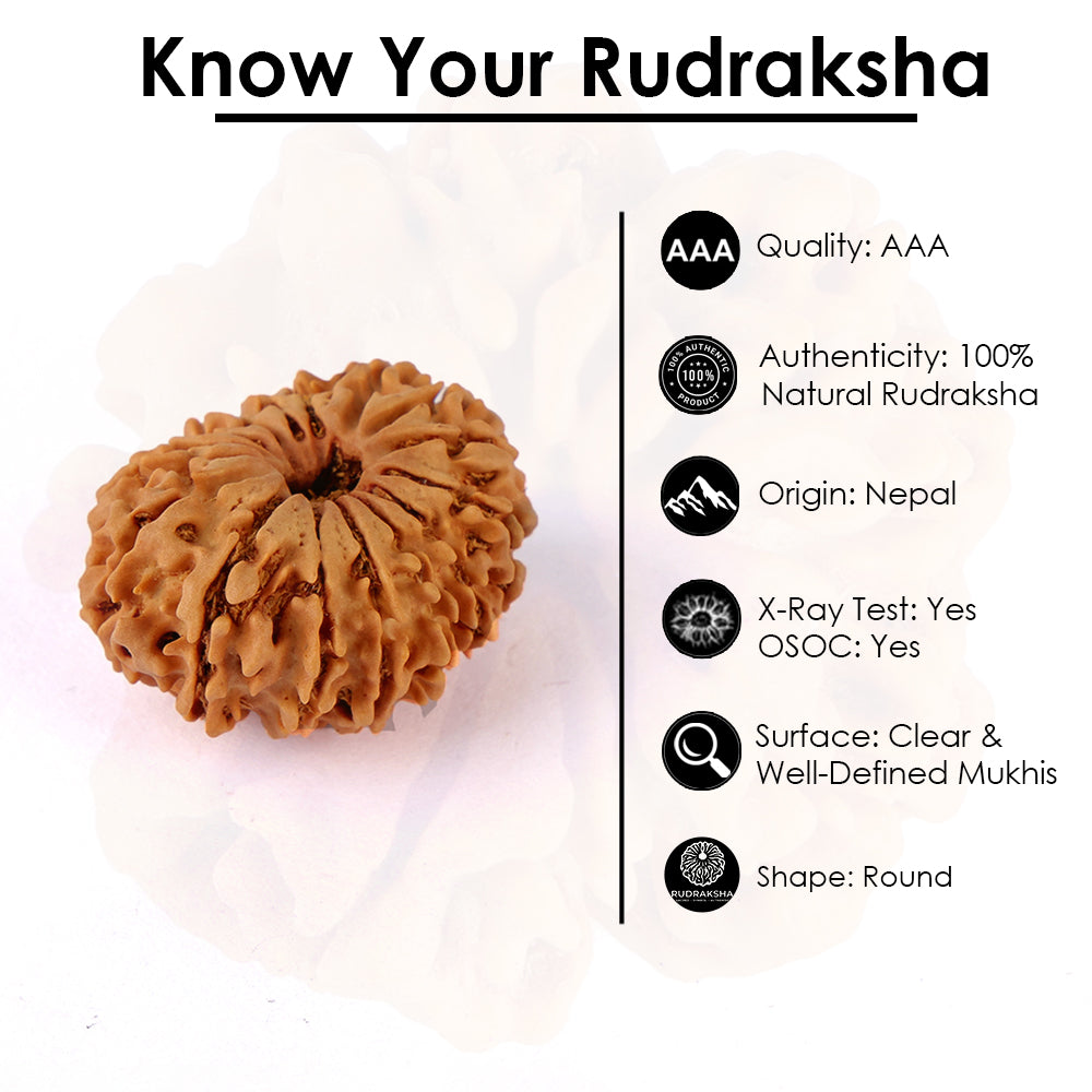 16 Mukhi Rudraksha (27.88mm)