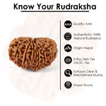 14 Mukhi Rudraksha (27.56mm)