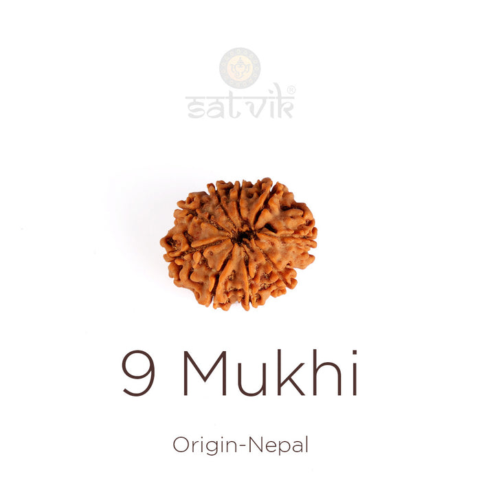 9 Mukhi Rudraksha (Regular) | satvikstore.in