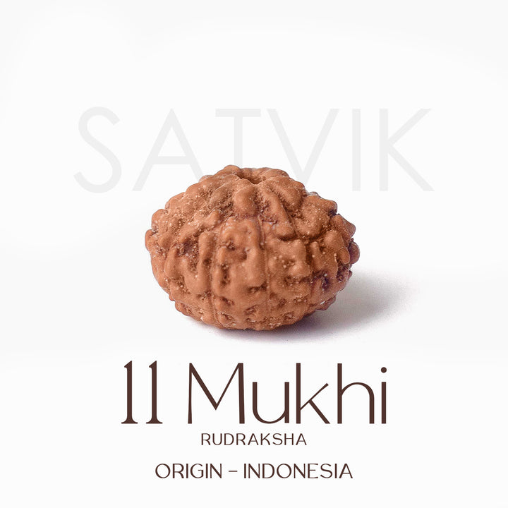Certified 11 Mukhi brown Rudraksha bead from Indo origin placed on red cloth, symbolizing divine protection, mental clarity, and Lord Hanuman's blessings. India’s Largest Pooja Accessories Brand - www.satvikstore.in