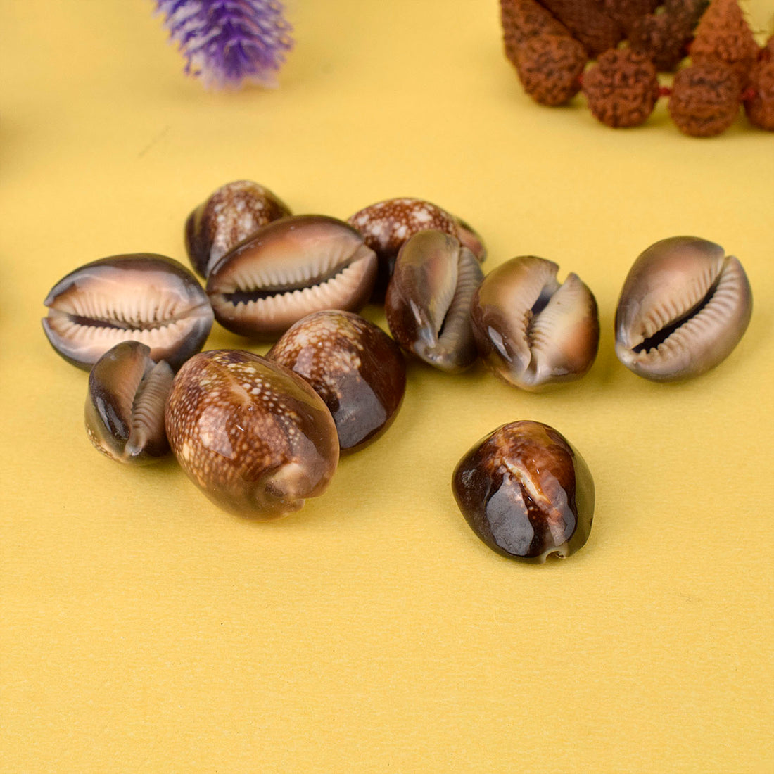 Natural Brown Kodi for Pooja (11 Pc)