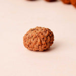 Certified 8 Mukhi Natural Rudraksha Bead (Indonesia)