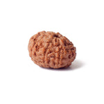 Certified 8 Mukhi Natural Rudraksha Bead (Indonesia)