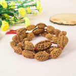 2 Mukhi Kantha Rudraksha Mala