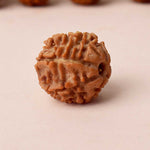 Certified 7 Mukhi Natural Rudraksha Bead (Indonesia)